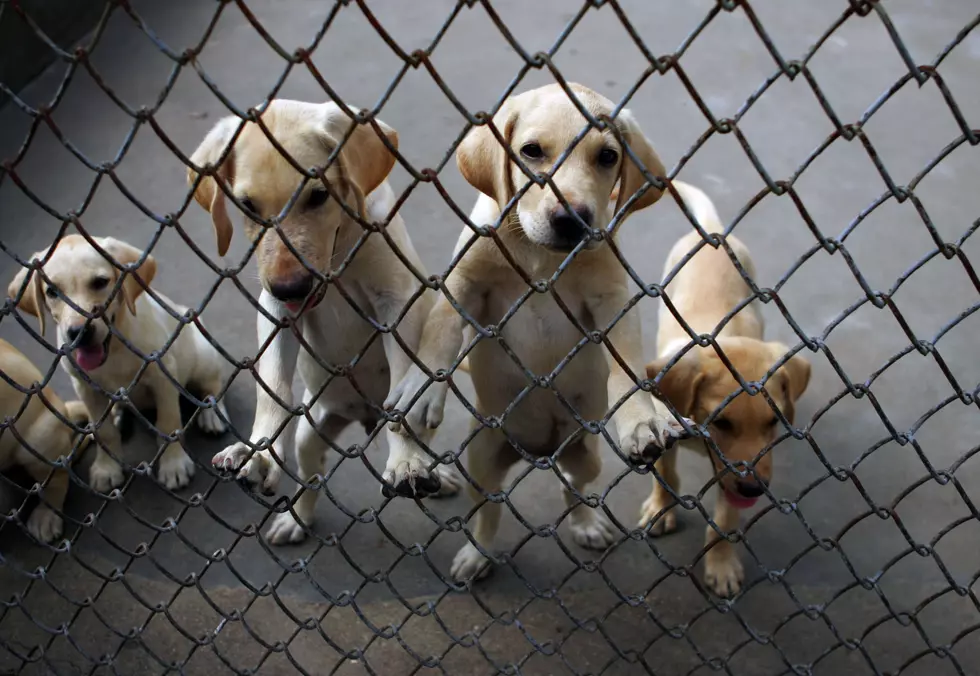 NY Senate Passes Bill That Prohibits Selling Animals in Pet Store