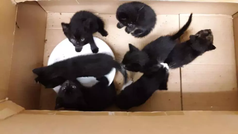 7 Kittens Found Abandoned In Cardboard Box On The Side Of The Road In CNY