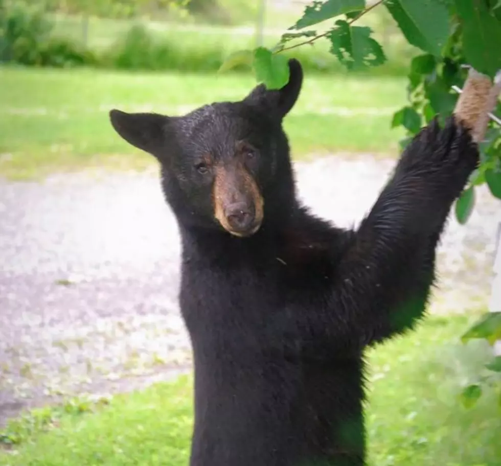 Watch This Wild Bear Video Out Of Remsen