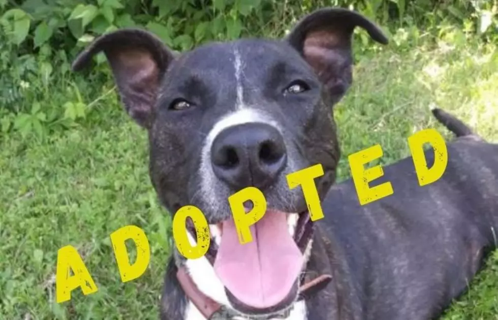 Roxy Wants To Adopt An Active Family