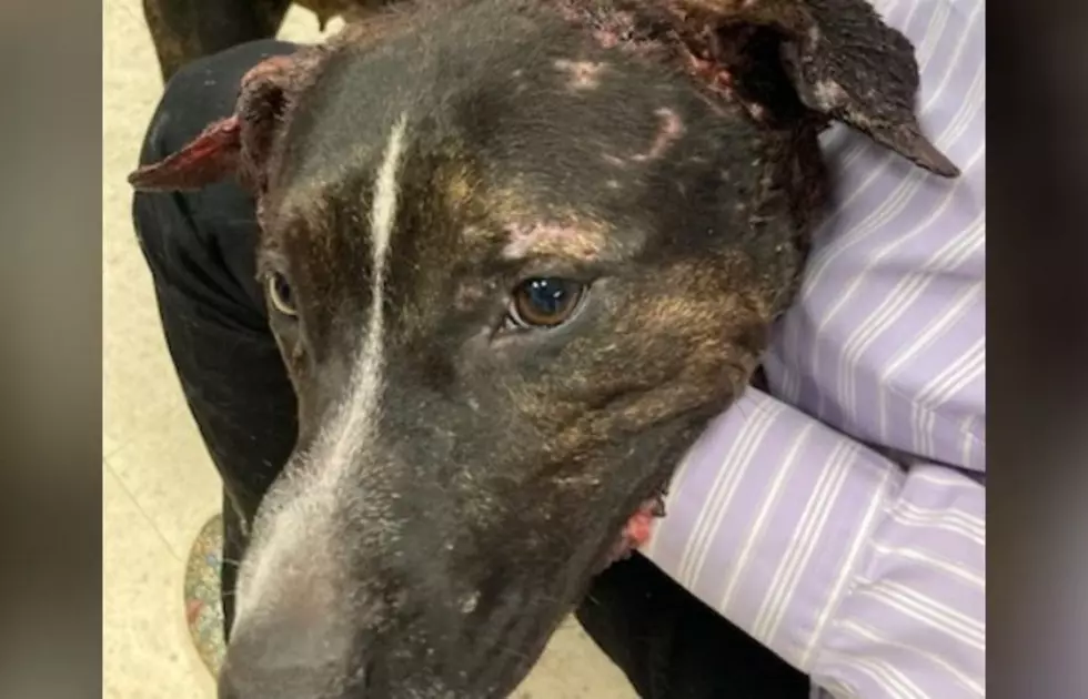 CNY SPCA Looking For Owner Of Severely Abused Dog