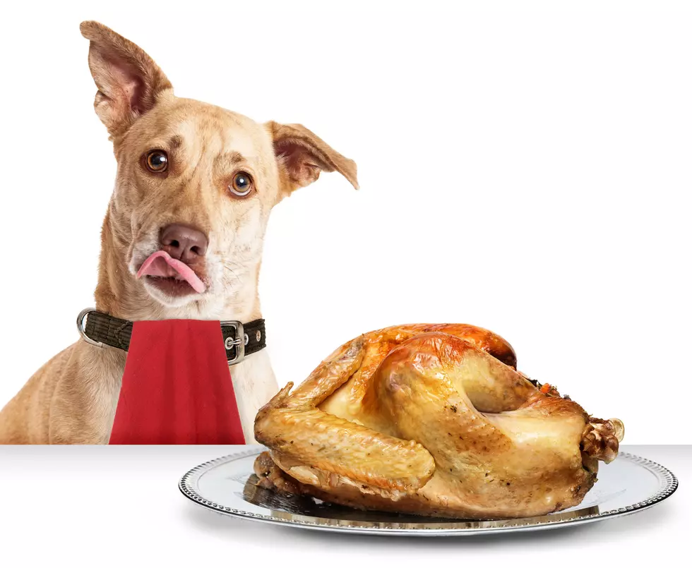 Thanksgiving Food Your Dog Can Eat