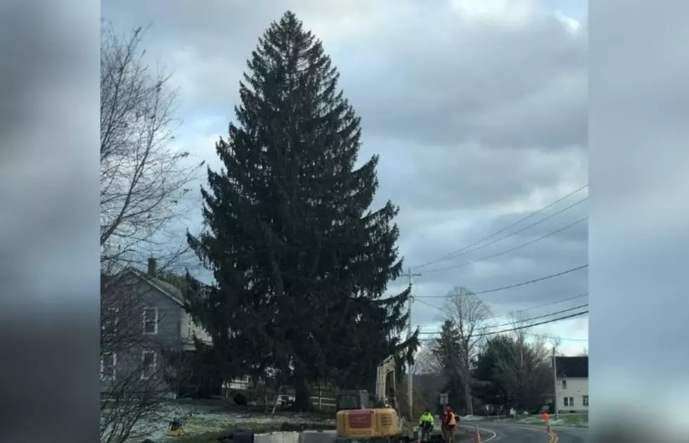 2020 Rockefeller Center Christmas Tree From West Oneonta