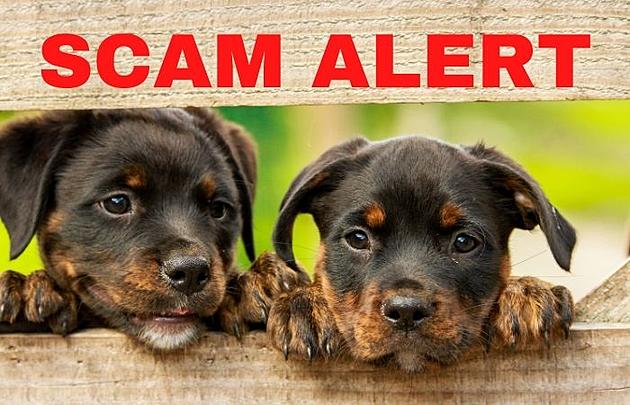 New York State Police Warn Of Statewide Pet Scam