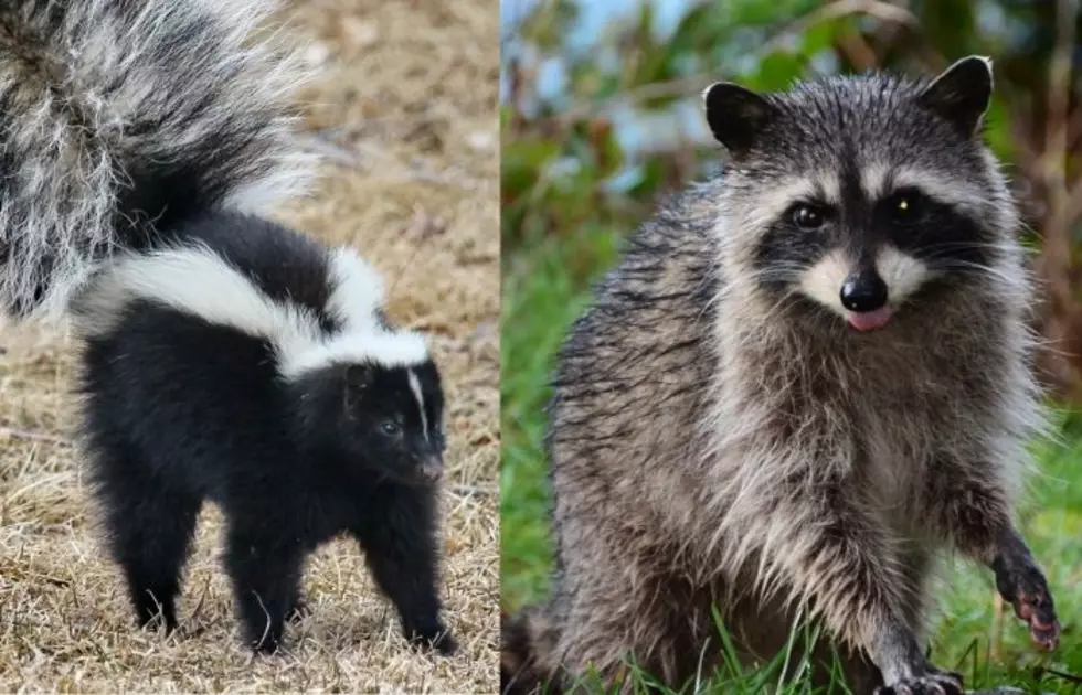 Rabid Raccoons and Skunks Attacking Pets in Herkimer County