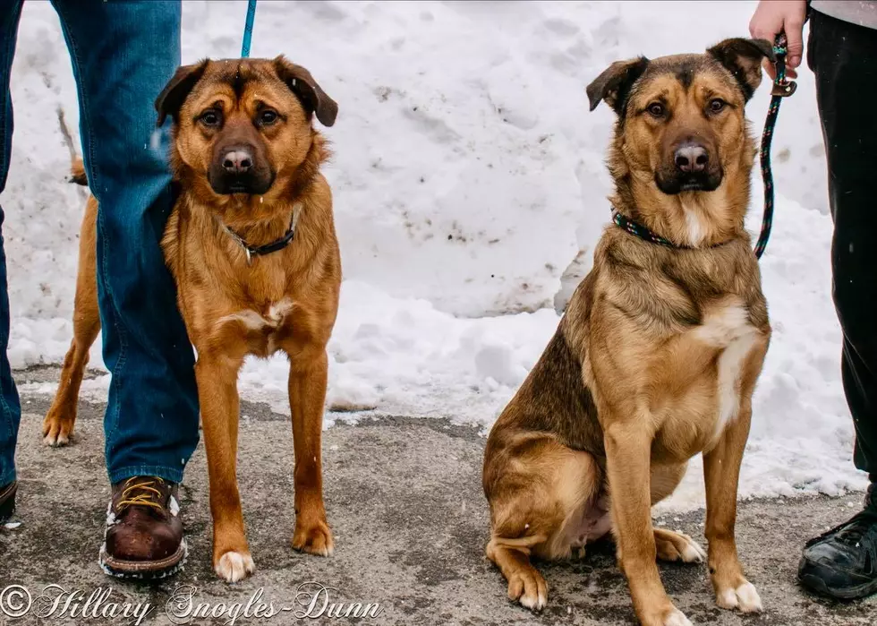 Bonded Brothers Begging For A Loving Home In Utica/Rome