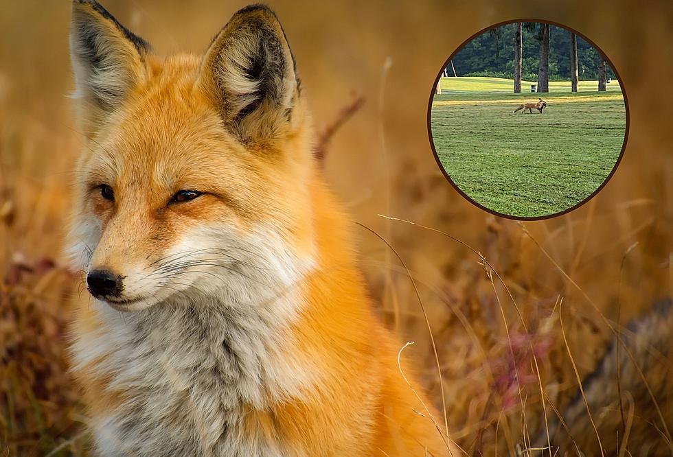 Keep An Eye Out! Fox Was Seen Carrying Animal Near Playground In Rome