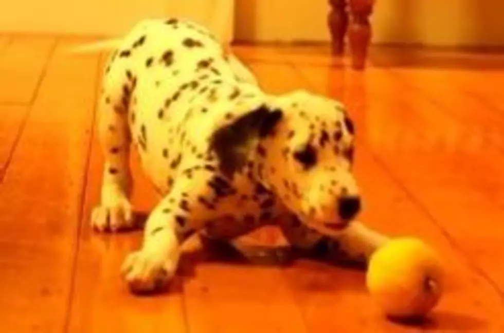 Adorable Standoff: Dalmatian Puppy vs. Lemon [Video]
