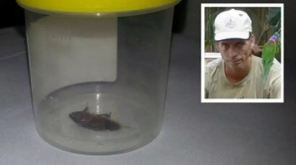 Free Beer &#038; Hot Wings: Australian Man Has ¾-Inch Cockroach Removed from Ear [Video]