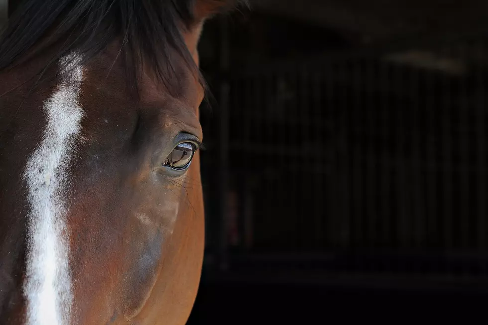 Free Beer &#038; Hot Wings: This Horse Is Good at Fart Noises [Video]