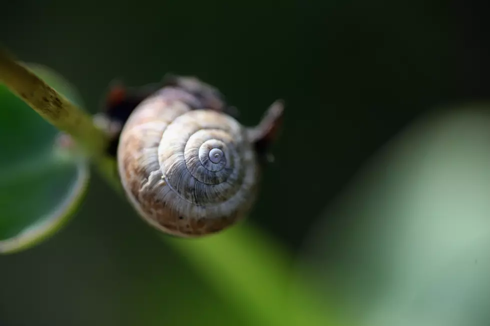 Snail Attacks Are Terrifying! [Video]