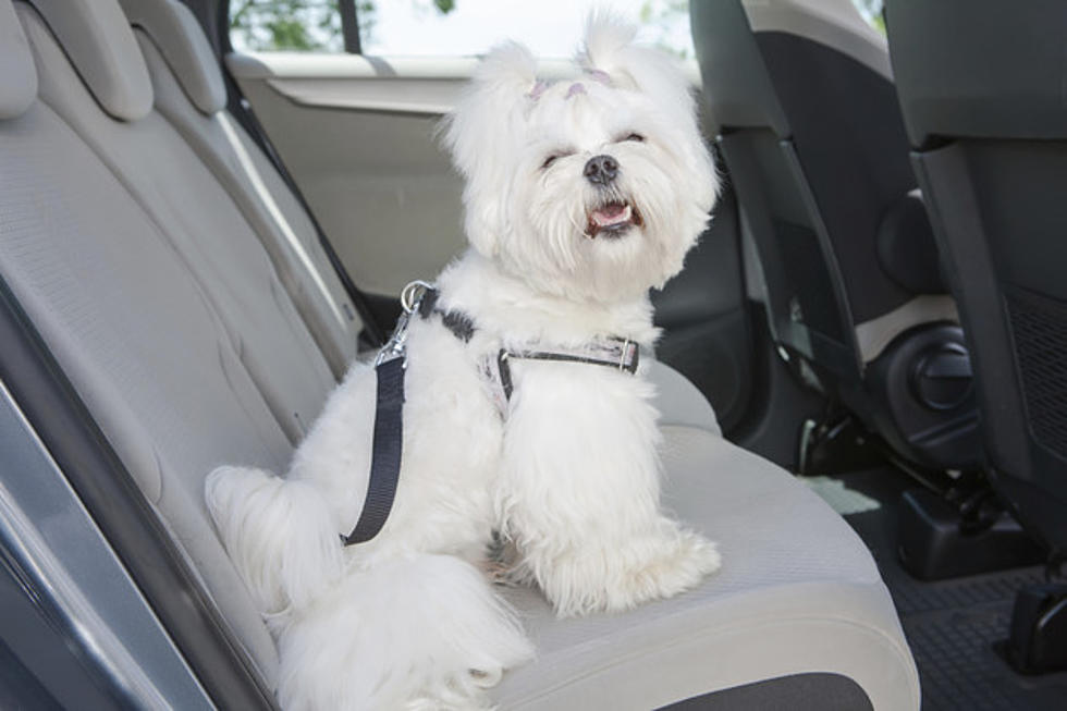 Don’t Leave Your Pet in a Parked Car – Or Your Veterinarian, Either [Video]