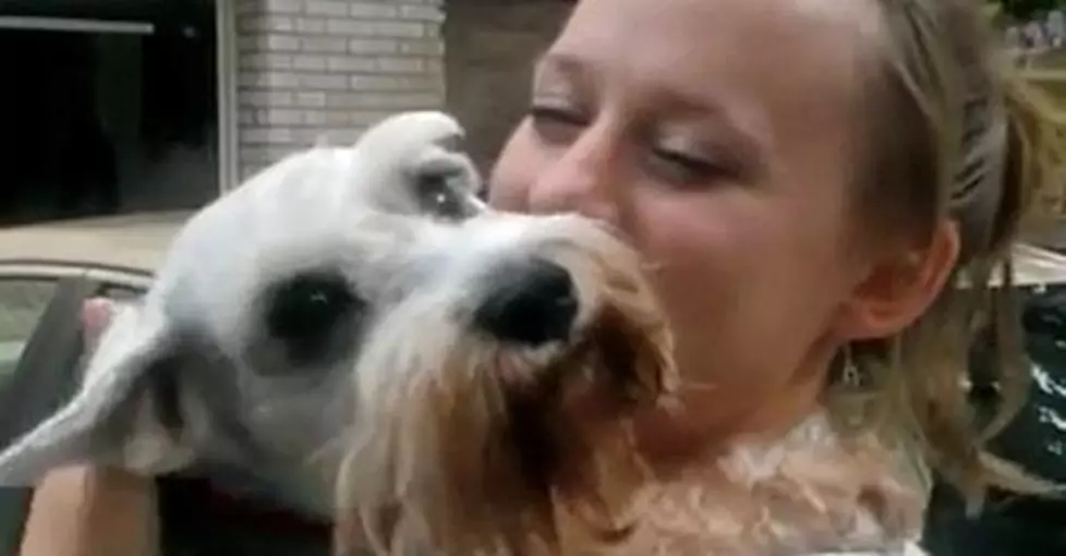Free Beer & Hot Wings: Dog Faints with Excitement in Reunion with Owner After Two Years [Video]
