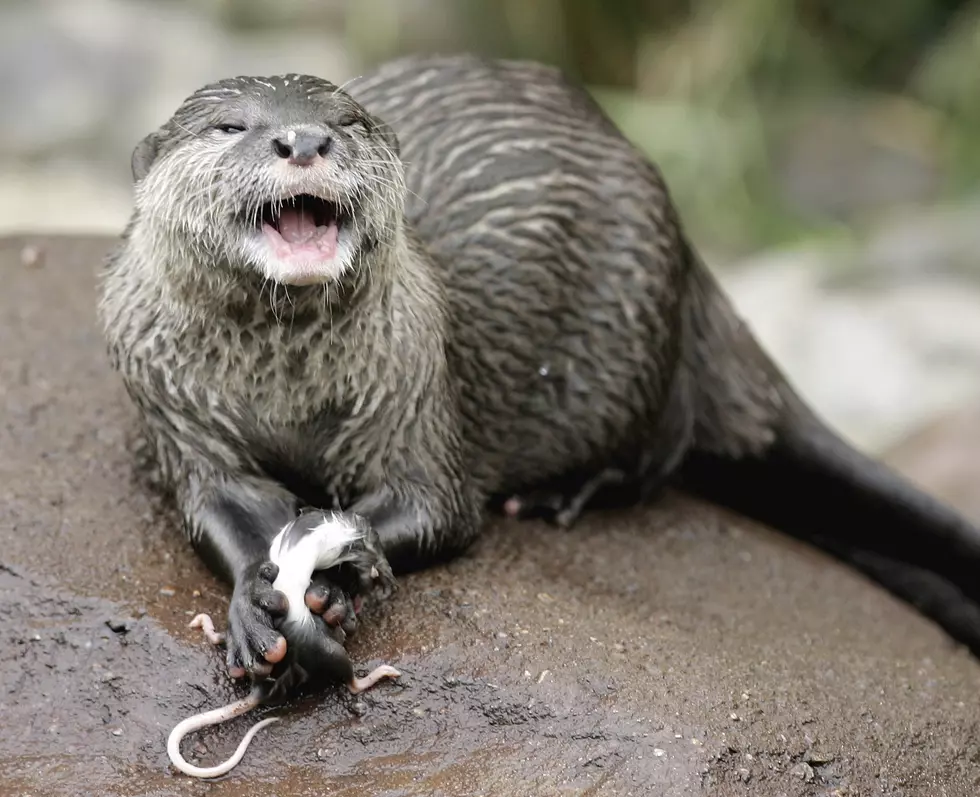 Watch out! It’s An OTTER ATTACK!