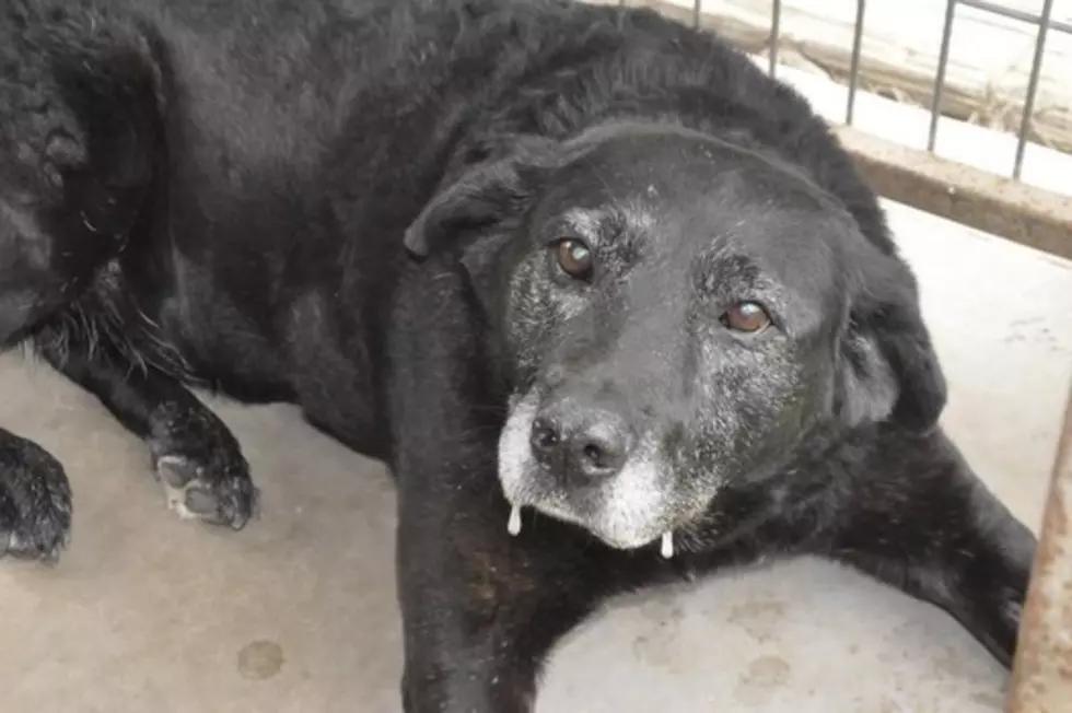 Dog Walks 30 Miles to Find Previous Owners Who Didn’t Want Her [Video]
