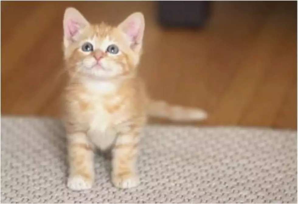 Cats Explain Humans Watching the Big Game in Friskies’ ‘Dear Kitten’ Super Bowl Ad [Video]