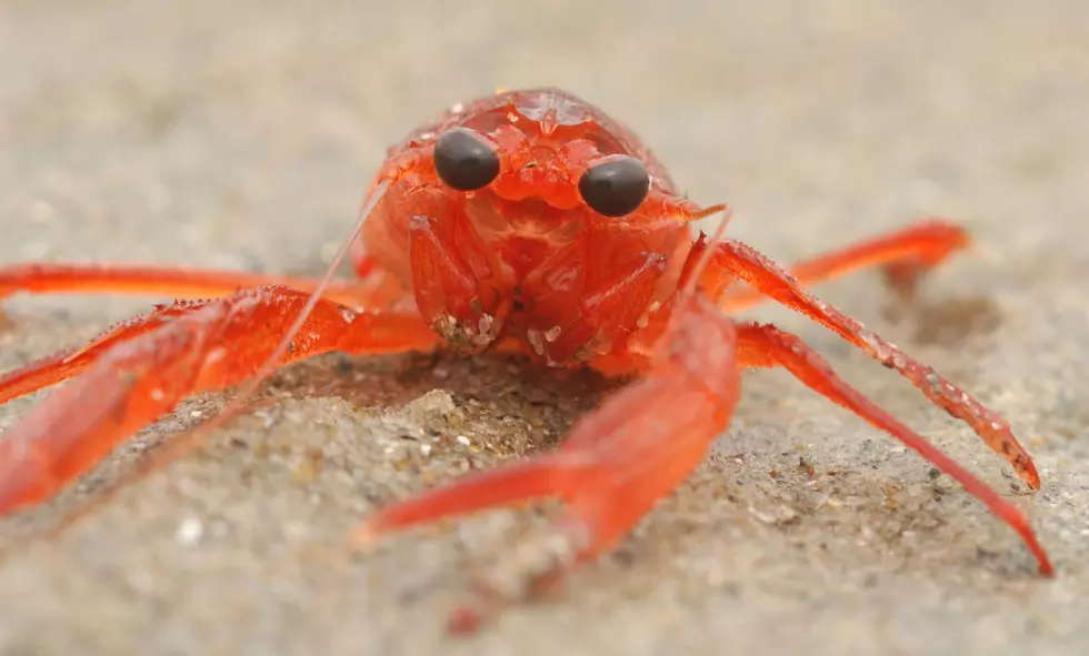 Crab Falls Victim to Sneaky Octopus [Video]