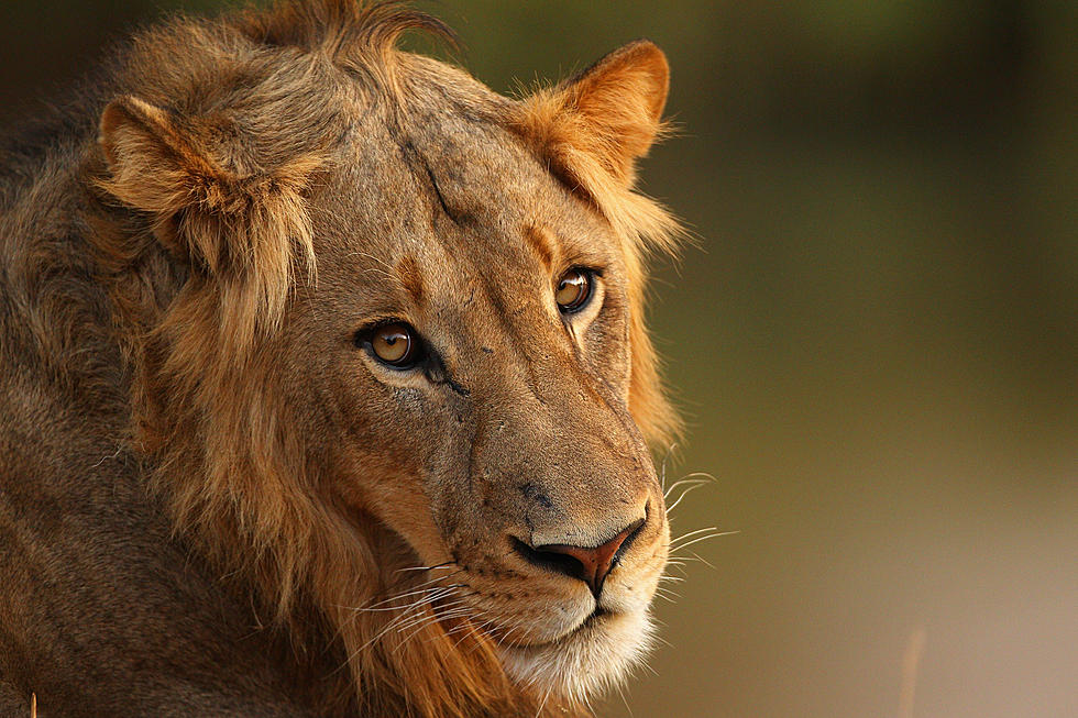 Lion Opens Car Door As It Drives Through Safari [Video]