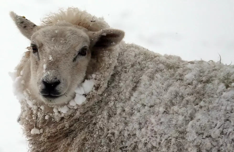 This Irish Farmer Lost His Sheep and the News Report is Incredible