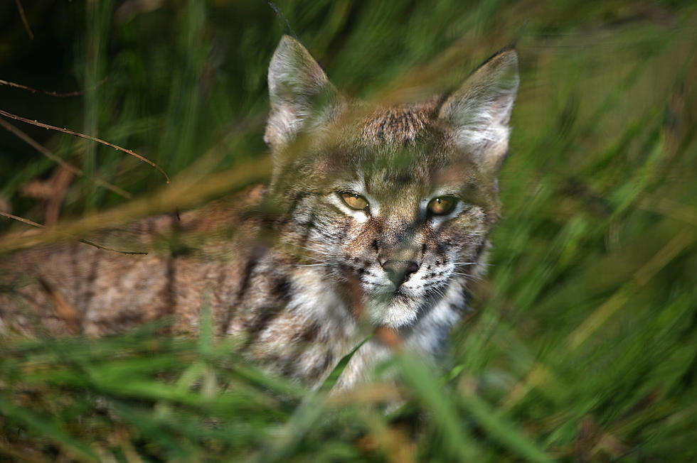 This Canadian Farmer Is Absolutely Nuts For Scolding A Lynx