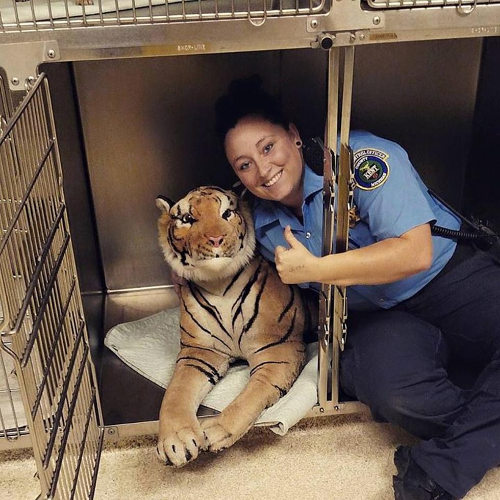 Stuffed Tiger in Grand Rapids’ Yard Prompts Call to Animal Control