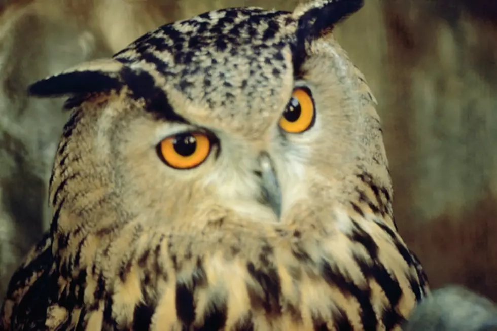 Man Brings Stuffed Owl to Court as His Lawyer [Video]