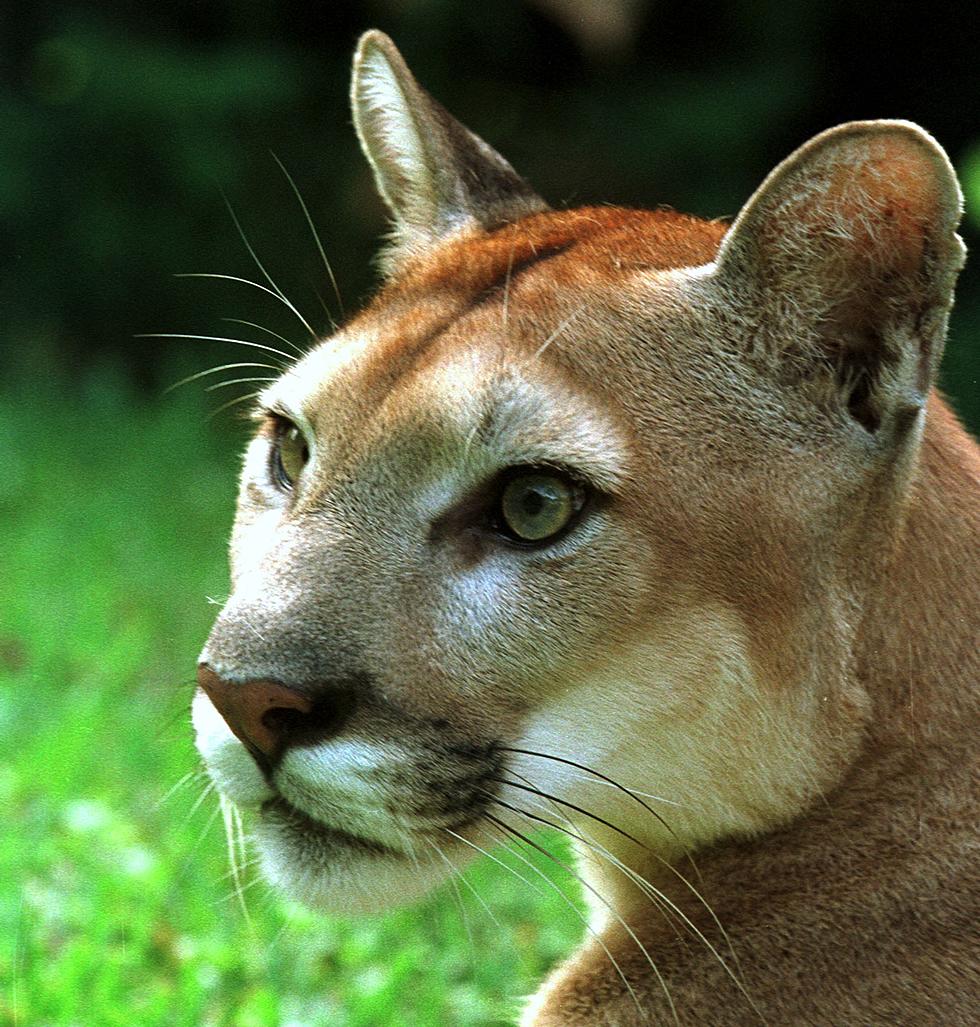 House Cat Stands up to Mountain Lion [Video]