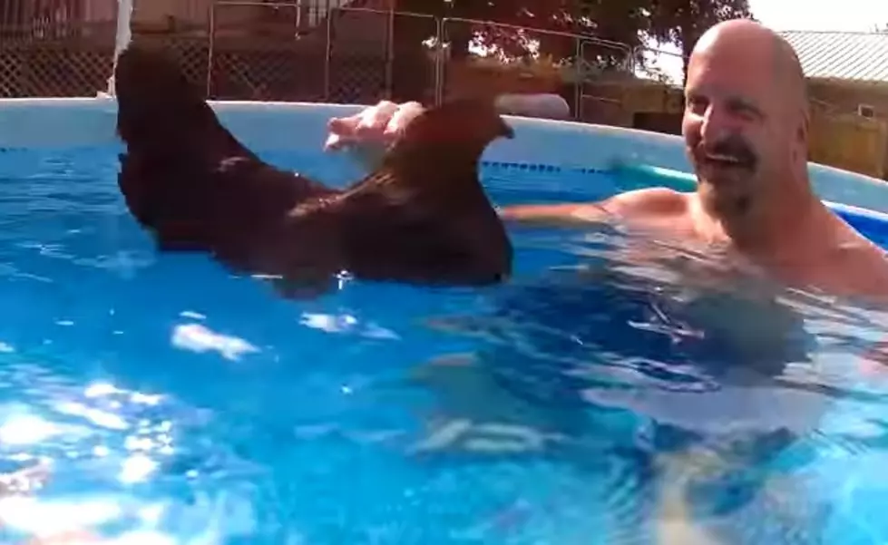 Man is Elated to Learn That Chickens Float [Video]