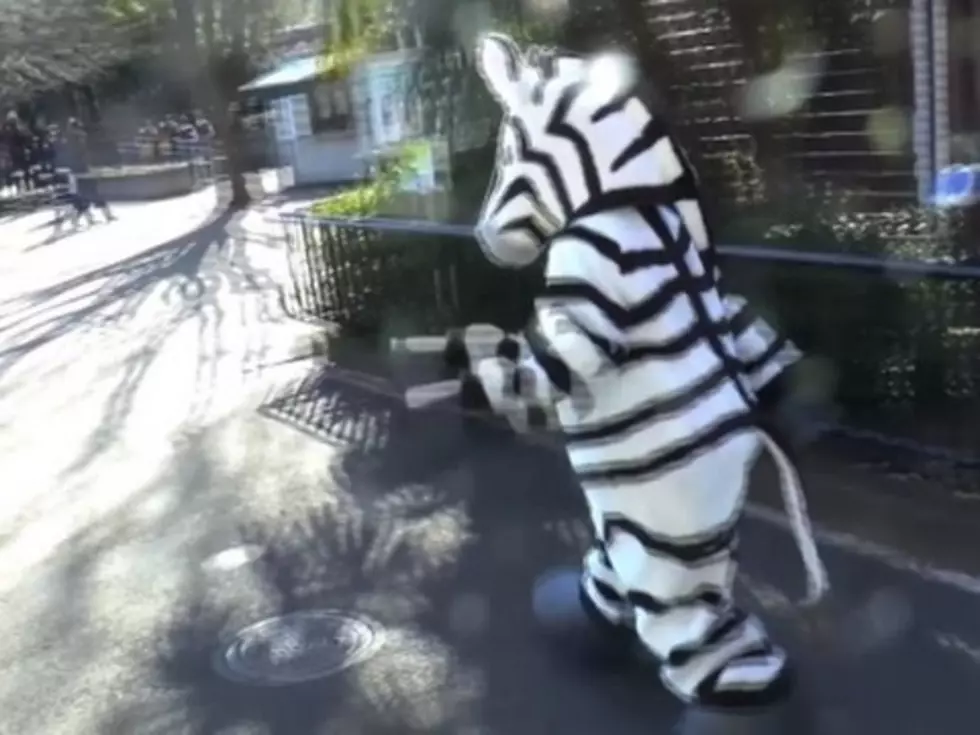 Zoo Has an Escaped Zebra Drill, Because Why Not? [Video]
