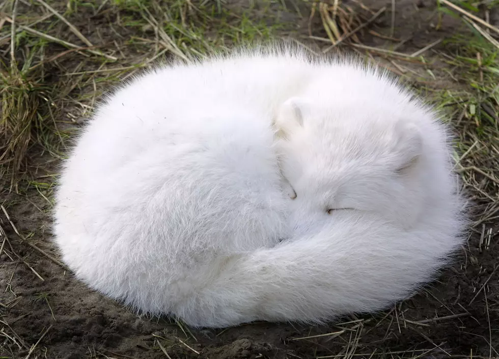 Check Out This Adorable Laughing Fox [Video]