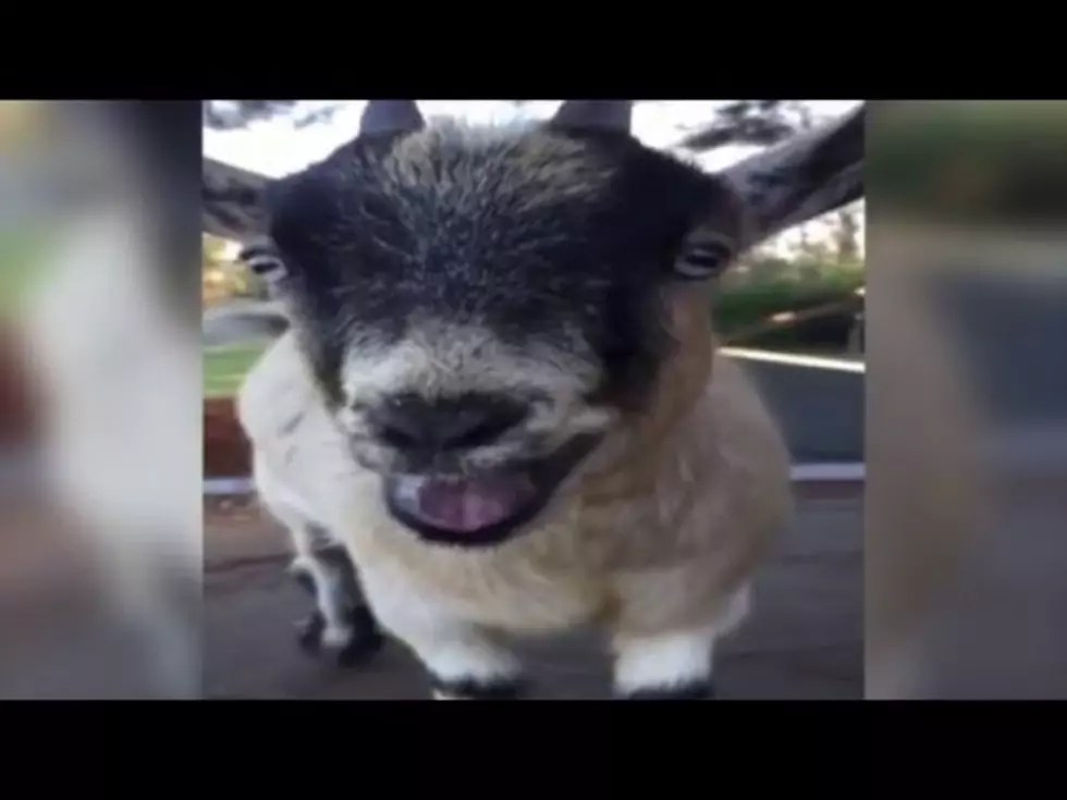 This Baby Goat Makes the World’s Most Adorable Noises [Video]