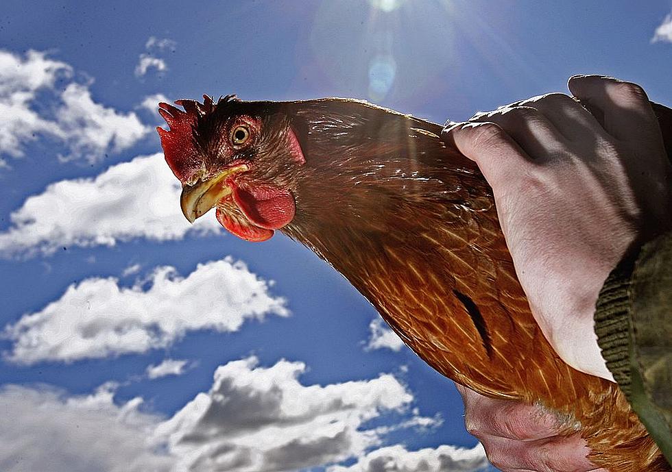 Watch This Chicken Laugh At A Farmer&#8217;s Joke