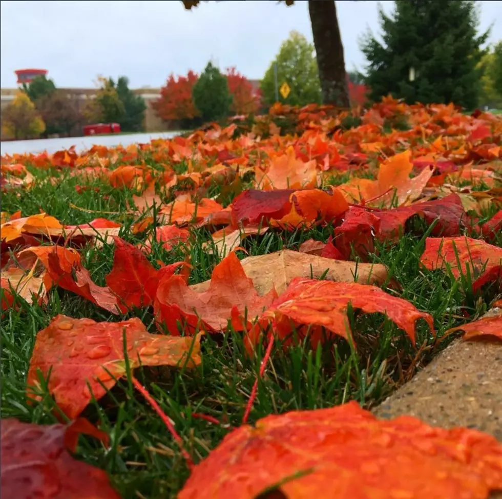 City of Grand Rapids Offers Leaf Removal Options