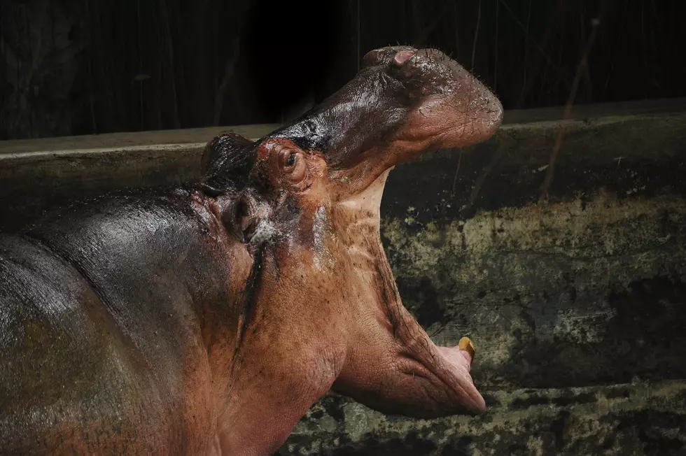 See What Happens When A Hippo Attacks A Truck