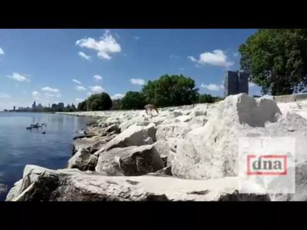 Deer Spotted Swimming in Lake Michigan Near Chicago Harbor [VIDEO]