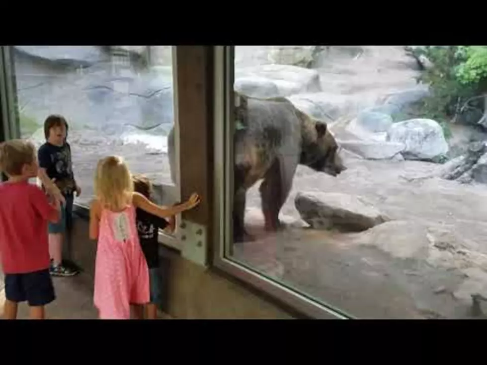 Bear Poops Super Close to a Bunch of Kids at the John Ball Zoo
