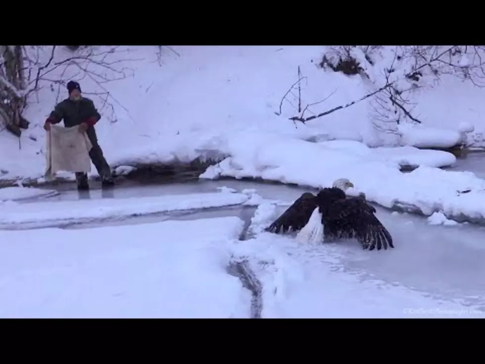 Rescuers Free Bald Eagle Stuck in Ice on Lake Michigan [VIDEO]