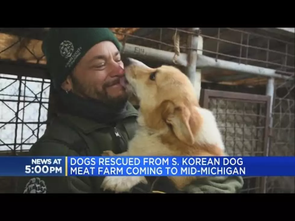 Dogs Rescued from South Korea Meat Farm are Coming to Michigan