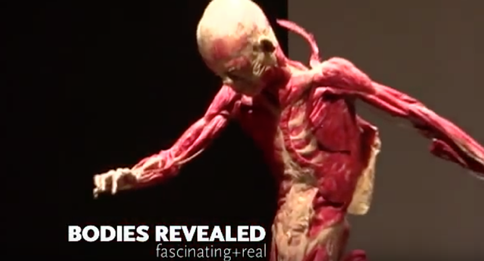 Bodies Revealed Exhibit Coming Back to Grand Rapids