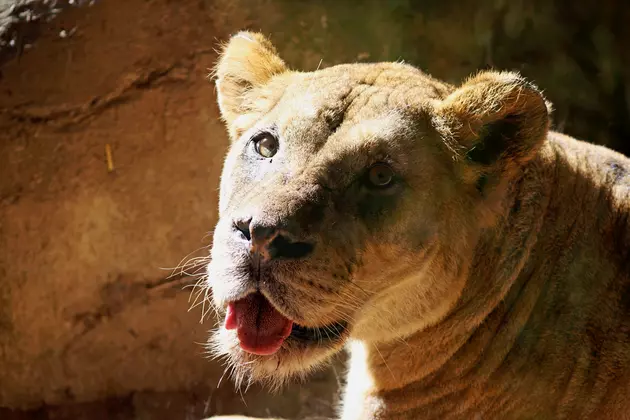 John Ball Zoo&#8217;s Beloved Lion, Bakari, Has Died