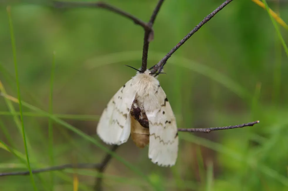 How To Help Solve the Invasive Gypsy Moth Problem in GR