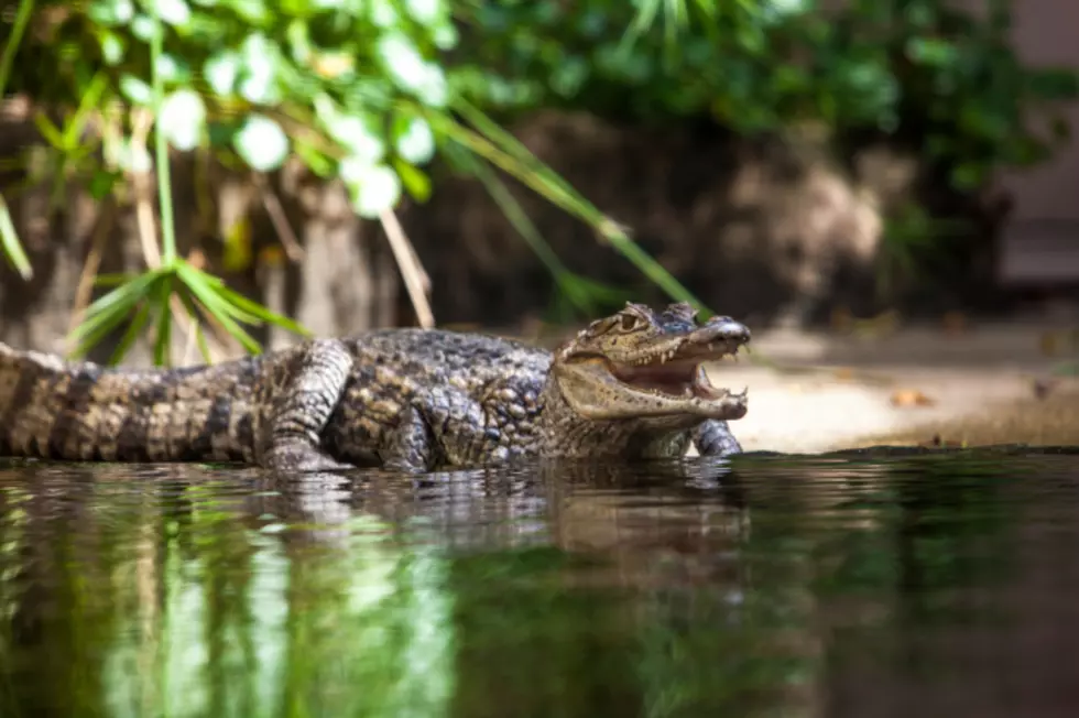 Alligator Found Near Michigan Pond