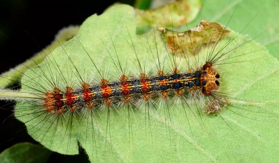 Gypsy Moth Numbers On The Rise In West Michigan
