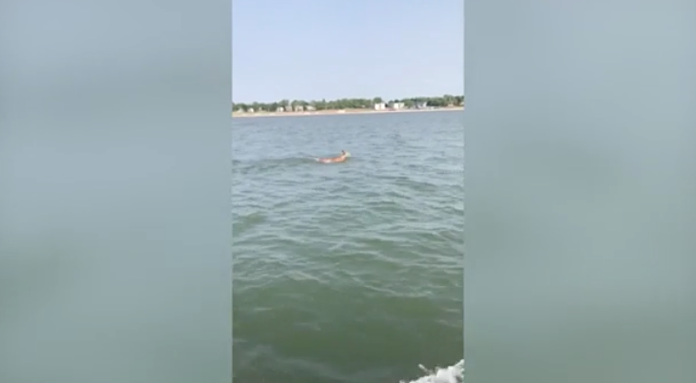 South Haven Boaters Guide Struggling Deer Out of Lake Michigan