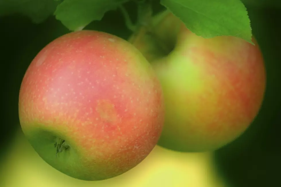 Great Year For Michigan Apple Growers