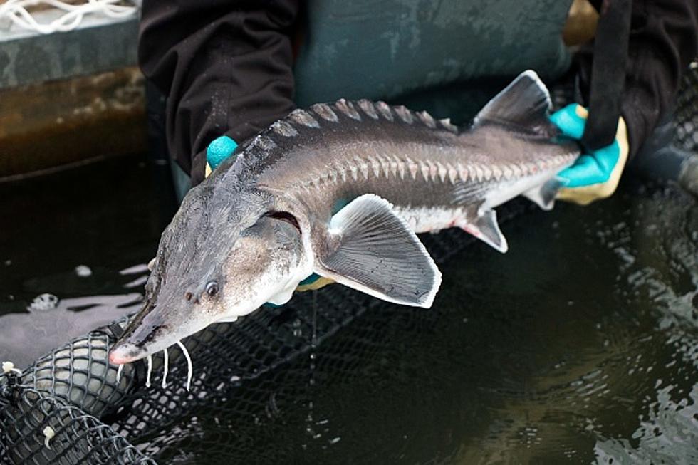 Sturgeon Are Being Temporarily Removed From Two MI Rivers