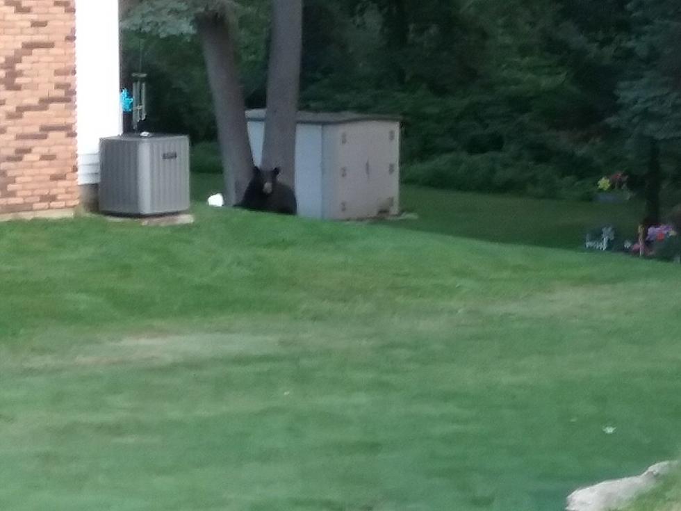 The Walker Bear Seems To Be Moving North