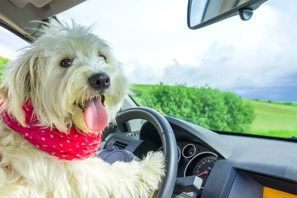 Have a Lap Dog? New Law Will Make It Illegal While Driving