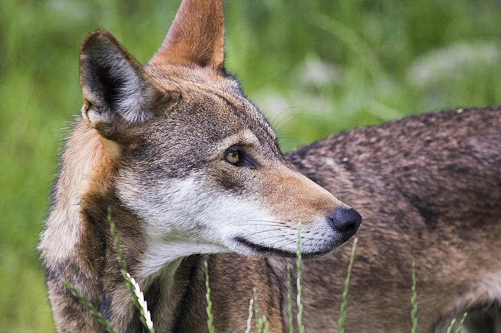 Mosquito Born Disease Kills Wolf Pup at Binder Park Zoo