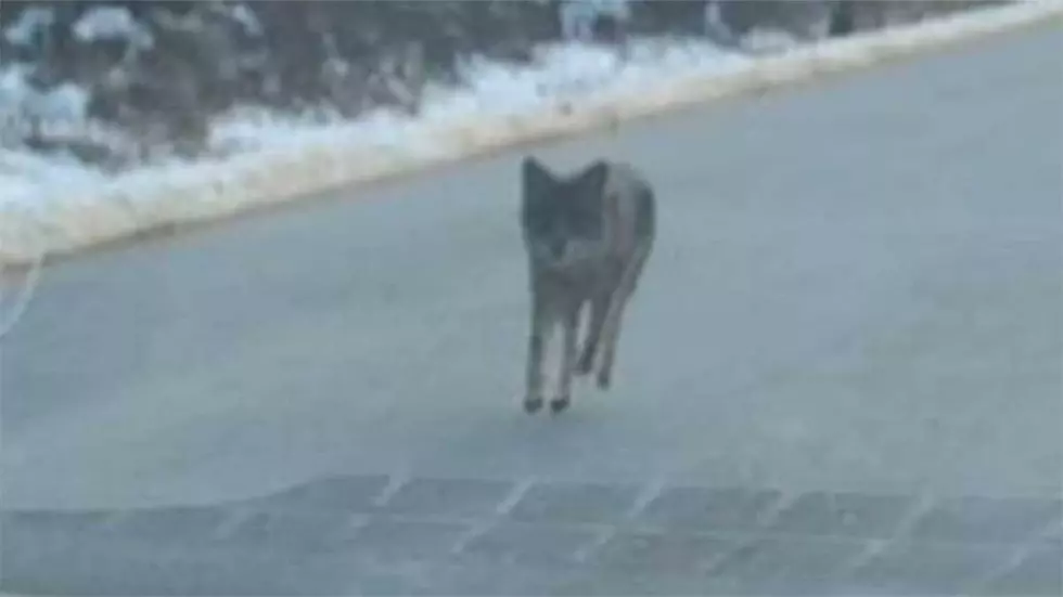 Man Kills Coyote With Bare Hands